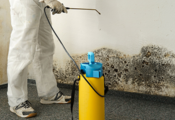 Mold Removal Expertise - Compton